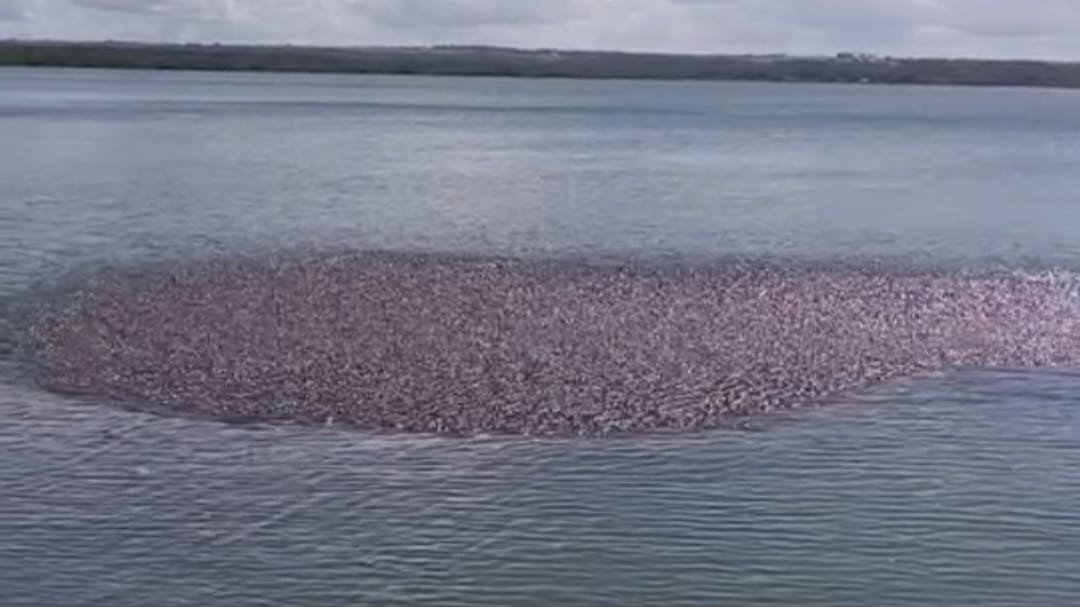 Cardume gigante de sardinhas, na Paraíba.