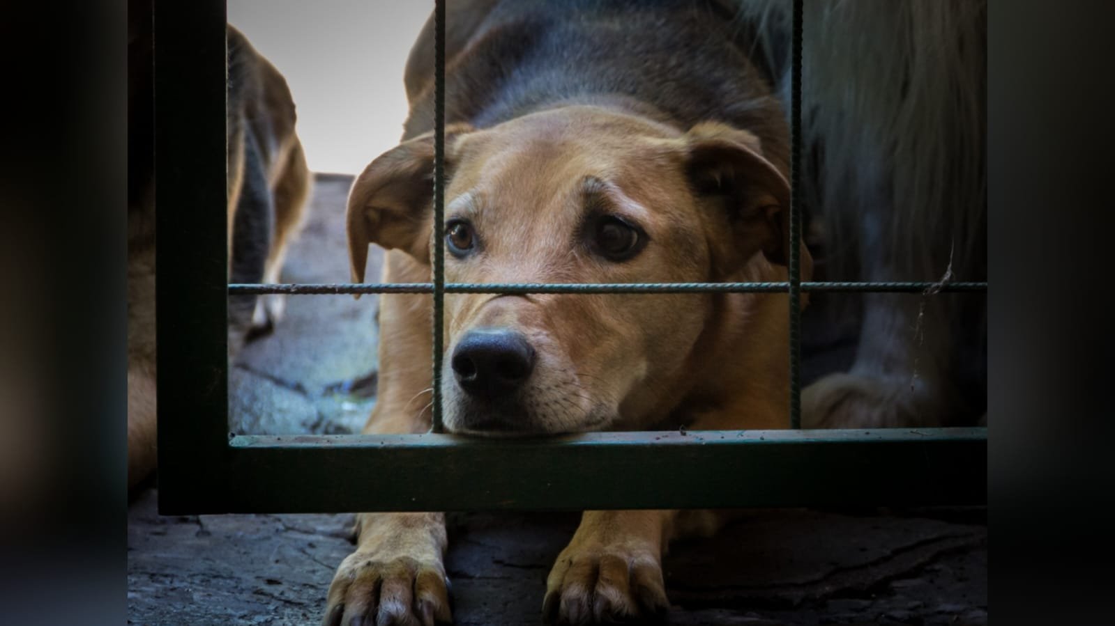 ONG de proteção animal vira alvo do MP no Conde; protetora diz que é vítima de vingança