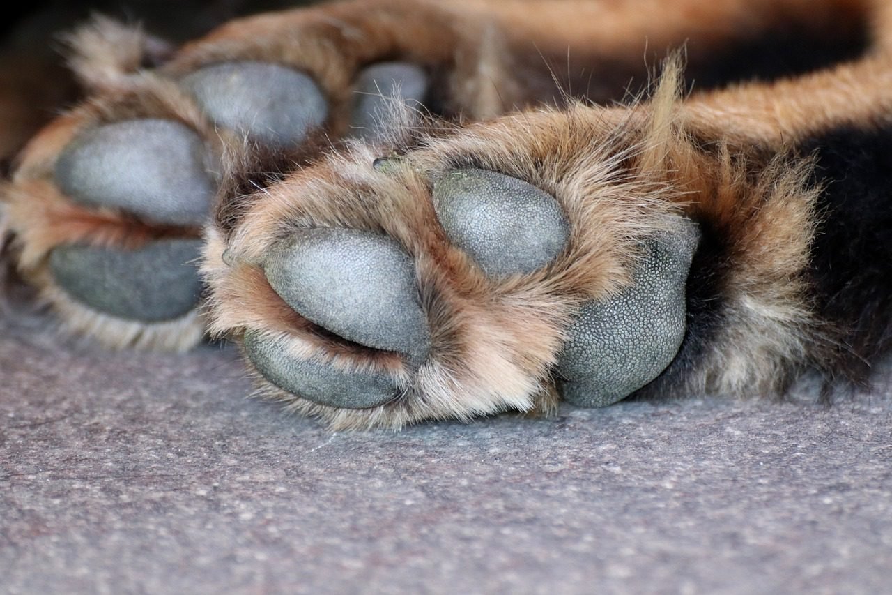 cachorra, cachorro, patas, prisão, justiça
