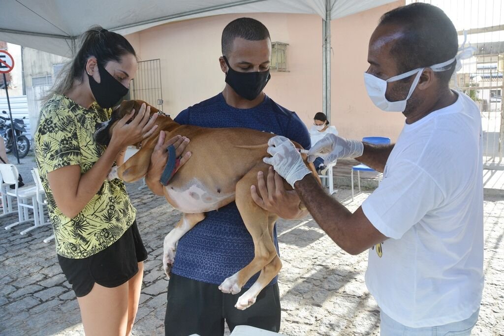 Vacinação contra raiva animal