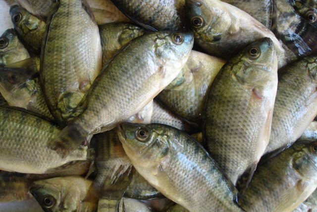 Caaporã lança licitação para comprar 25 toneladas de peixe