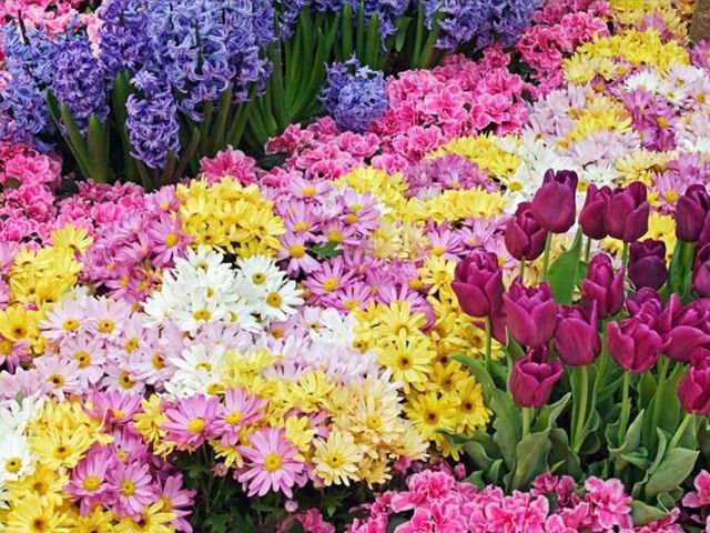 Dia das mães: preço das flores tem variação de até 100% em João Pessoa