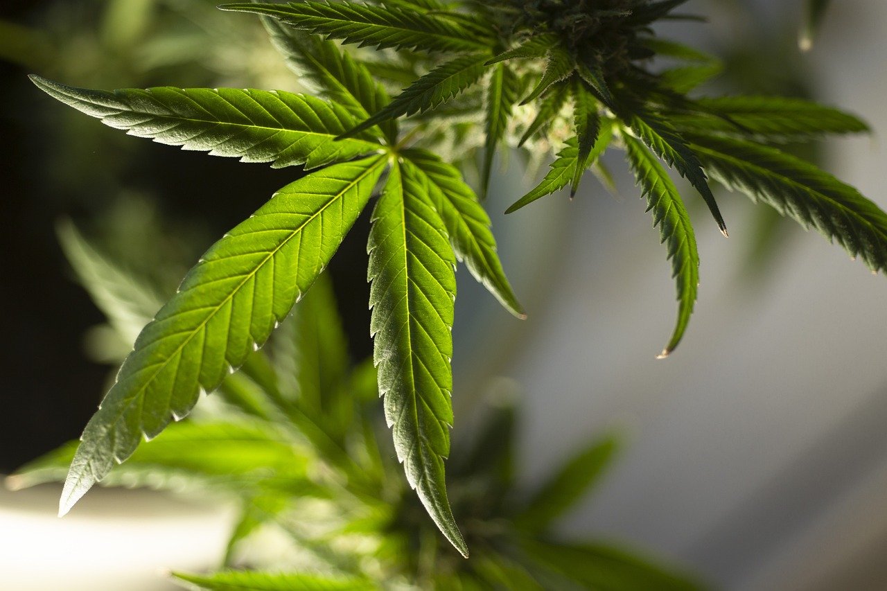 Polícias Federal e Militar eliminam quase 10 mil ‘pés de maconha’ em Manaíra