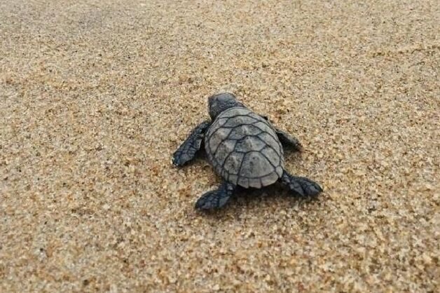 Tartarugas marinhas nascem hoje na praia de Intermares, em Cabedelo