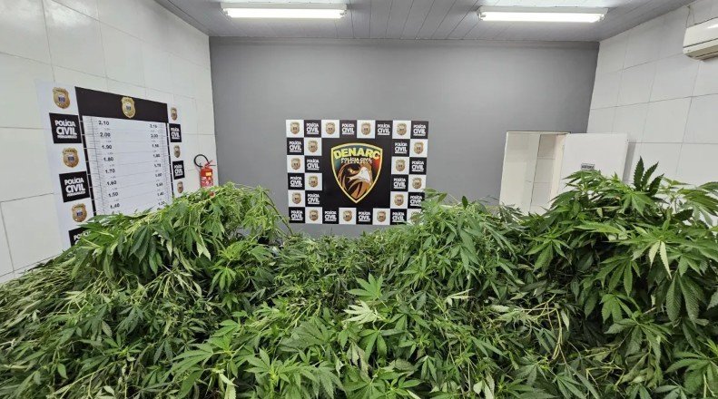 Homem é preso com maconha suficiente para 115 anos de consumo em Pernambuco