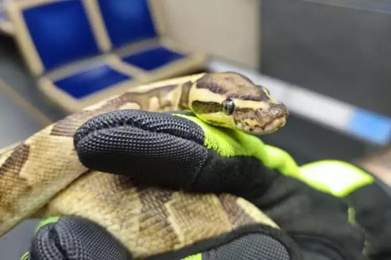 Cobra de estimação foge de tutor e se esconde em painel de trem nos EUA