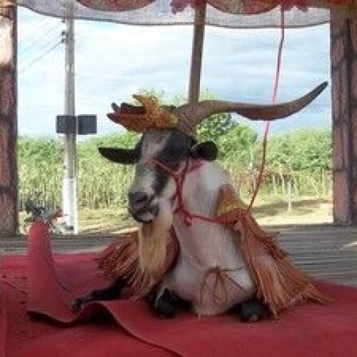 26ª Festa do Bode Rei começa nesta sexta-feira em Cabaceiras, com participação do Governo da Paraíba
