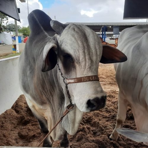55ª Expapi reúne mais de 1,3 mil animais de raça de equinos, bovinos, ovinos e caprinos