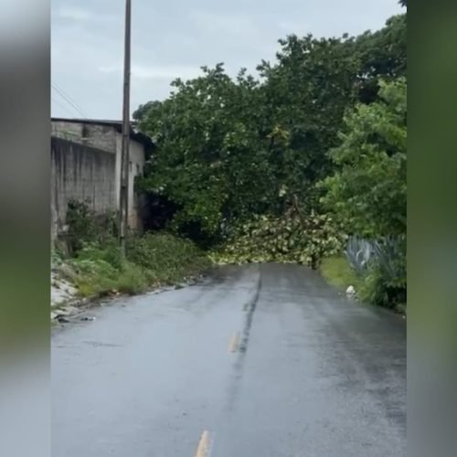 Árvore cai e bloqueia avenida em Cruz das Armas, em João Pessoa