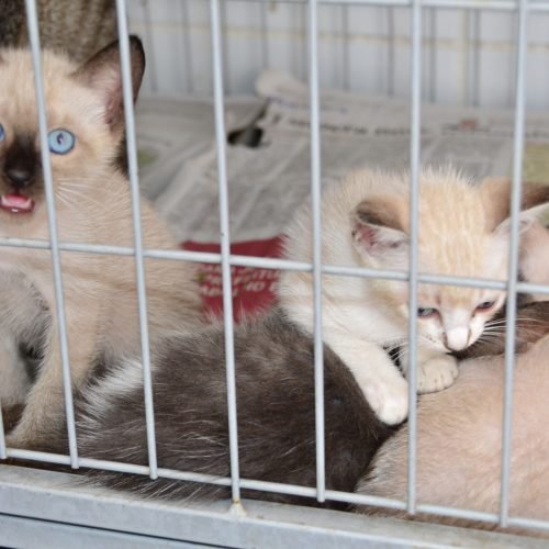 CCZ realiza semana especial de adoção para cães e gatos resgatados em Campina Grande