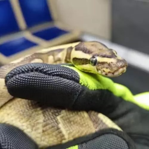 Cobra de estimação foge de tutor e se esconde em painel de trem nos EUA