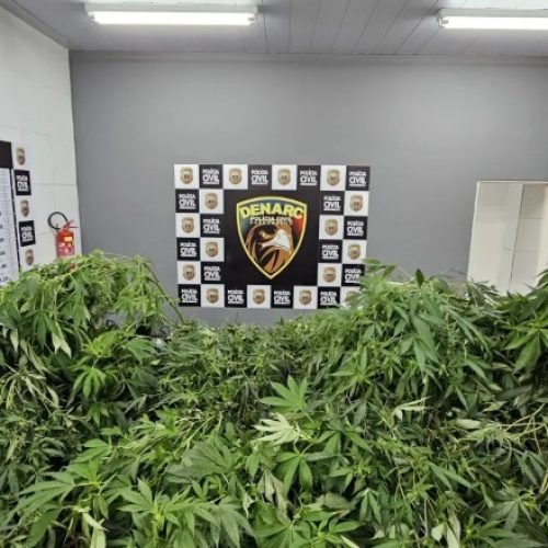 Homem é preso com maconha suficiente para 115 anos de consumo em Pernambuco
