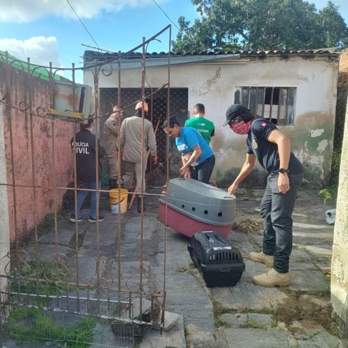 Homem é preso por manter cerca de 40 cães em situação de abandono em Campina Grande