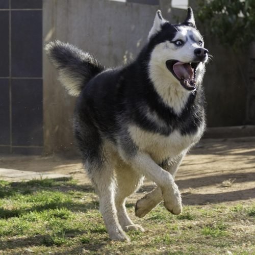 João Pessoa recebe a primeira Exposição de Cães de 2025 no dia 18 de maio