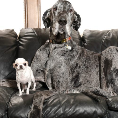Maior e menor cachorro do mundo se encontram pela primeira vez
