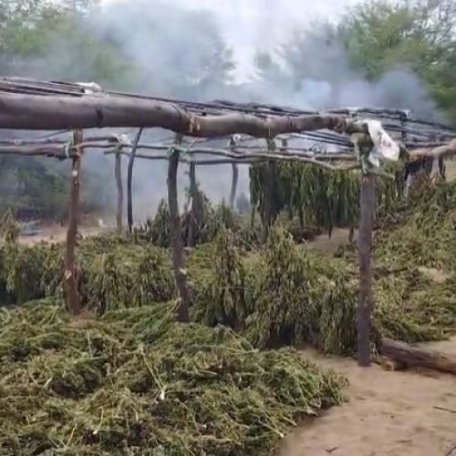 Mais de 200 mil pés de maconha são destruídos pela Polícia Civil em sítio no Sertão da Paraíba