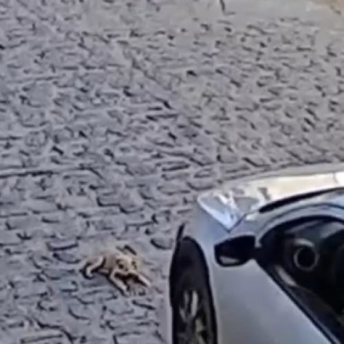 Polícia Civil identifica e indicia homem que atropelou cachorro em Campina Grande