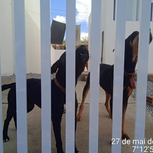 Polícia Civil prende em flagrante tutor de cães suspeito de praticar maus-tratos contra animais domésticos em Campina Grande