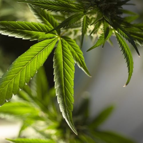 Polícias Federal e Militar eliminam quase 10 mil ‘pés de maconha’ em Manaíra