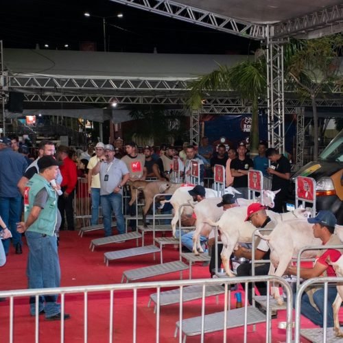 Prata, no Cariri da Paraíba, sedia competição nacional de cabra leiteira em agosto