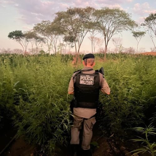 Prefeitura de Vista Serrana financiou plantação de maconha que daria lucro de R$ 13 milhões, diz polícia