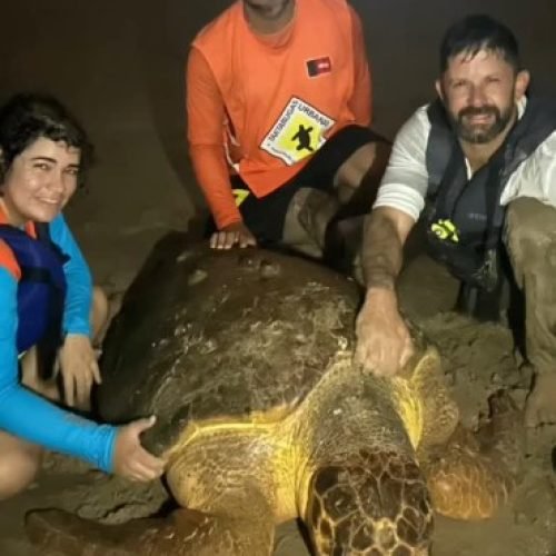 Tartaruga gigante debilitada após ingerir plástico é resgata em Intermares